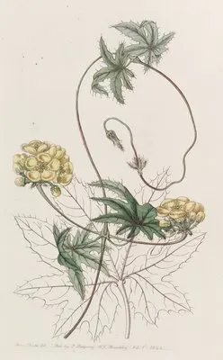 Jatropha-leaved Stigmaphyllon (Jatropha-leaved Stigmaphyllon)