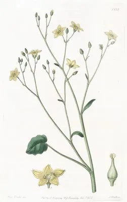 Kidney-leaved Villarsia (Kidney-leaved Villarsia)