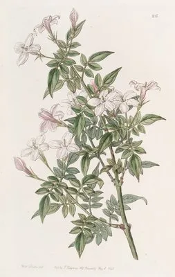 Kindred Jasmine (Kindred Jasmine)
