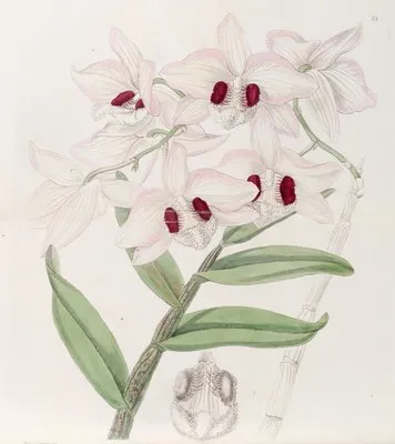 Lady Dalhousie’s Dendrobium