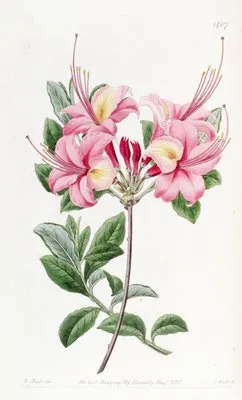 Lady Harriot Stapleton’s Highclere Azalea