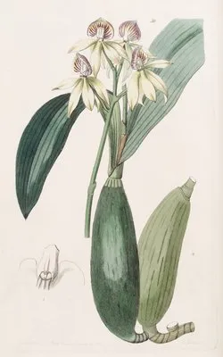 Lance-leaved Epindendrum (Lance-leaved Epindendrum)