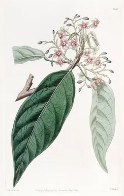 Lanceolate Sterculia (Lanceolate Sterculia)