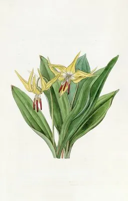 Large American Dog’s-tooth Violet