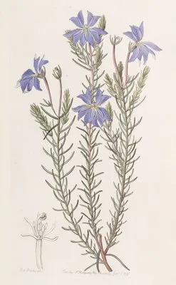 Large Blue Leschenaultia (Large Blue Leschenaultia)