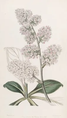Large Pink Sea Lavender (Large Pink Sea Lavender)