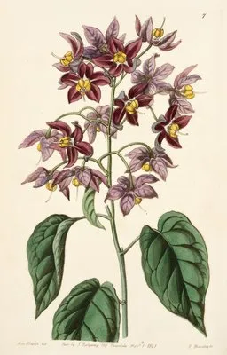 Large-anthered Bitter-sweet (Large-anthered Bitter-sweet)