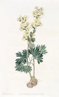Large-bracted Corydalis (Large-bracted Corydalis)