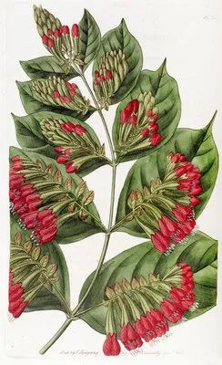 Large-flowered Combretum (Large-flowered Combretum)