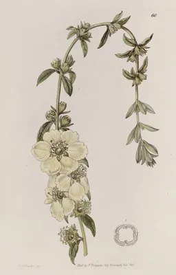 Large-flowered Heimia (Large-flowered Heimia)