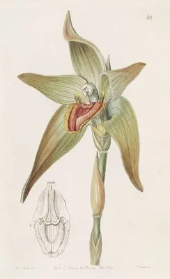 Large-flowered Lycaste (Large-flowered Lycaste)