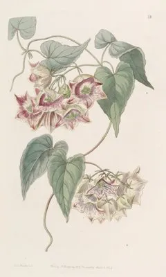 Large-flowered Philibertia (Large-flowered Philibertia)