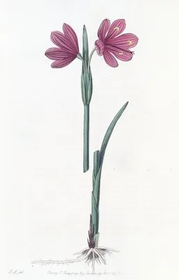 Large-flowered Sisyrinchium (Large-flowered Sisyrinchium)