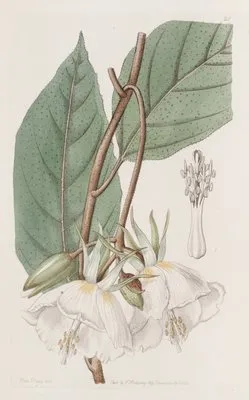 Large-flowered Trochetia (Large-flowered Trochetia)