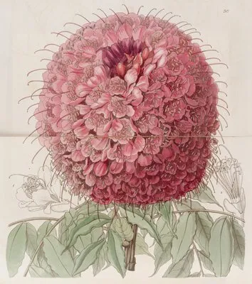Large-headed Brownaea (Large-headed Brownaea)
