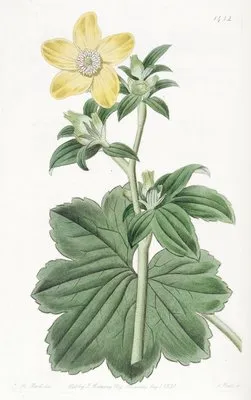 Large-leaved Candian Crowfoot (Large-leaved Candian Crowfoot)