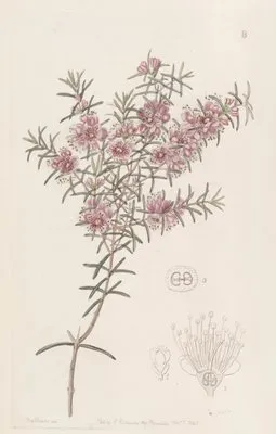 Larger Peach Myrtle (Larger Peach Myrtle)