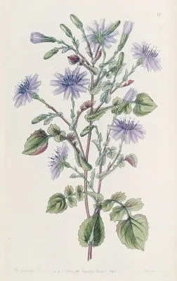 Large-Rooted Mulgede (Large-Rooted Mulgede)