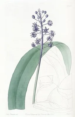Lead-coloured Scilla (Lead-coloured Scilla)