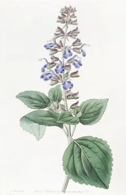 Leafy Mexican Sage (Leafy Mexican Sage)