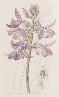 Lilac Calanthe (Lilac Calanthe)
