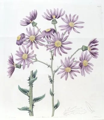 Lilac Senecio (Lilac Senecio)