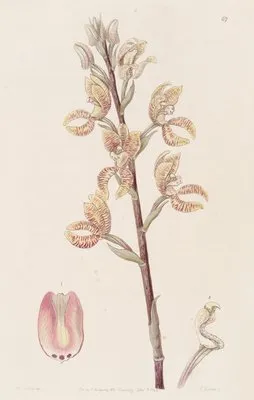 Linden’s Govenia