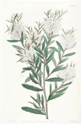 Linear-leaved Hakea (Linear-leaved Hakea)