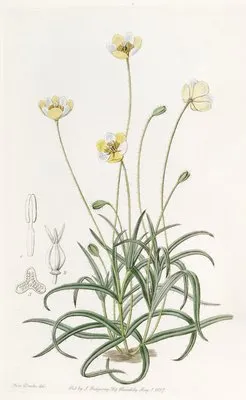 Linear-leaved Platystigma (Linear-leaved Platystigma)