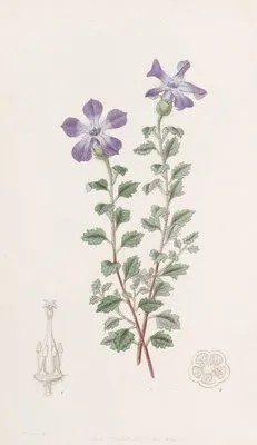 Lobed Cyananth (Lobed Cyananth)
