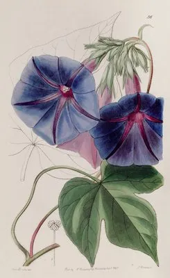 Mr. Lear’s Gaybine