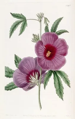 Mr. Lindley’s Hibiscus