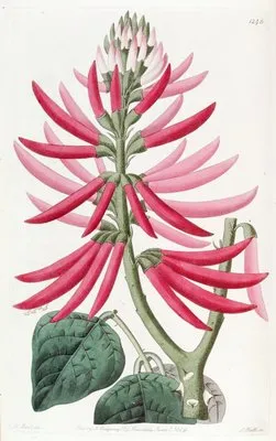 Naked-flowering Erythrina (Naked-flowering Erythrina)