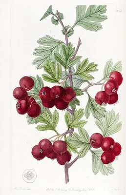Oriental Hawthorn (Oriental Hawthorn)