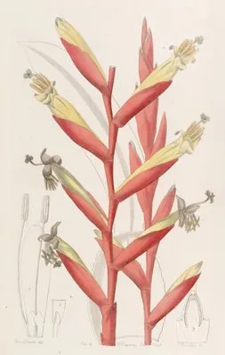 Parrot-flowered Vriesia (Parrot-flowered Vriesia)