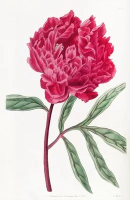 Potts’s Chinese Paeony