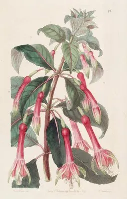Saw-leaved Fuchsia (Saw-leaved Fuchsia)