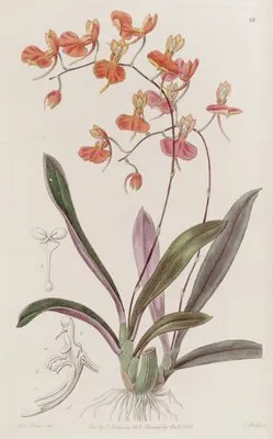 Scarlet Comparettia (Scarlet Comparettia)