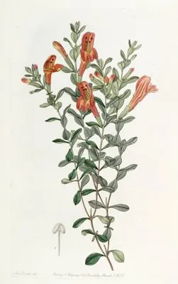 Scarlet Gardoquia (Scarlet Gardoquia)