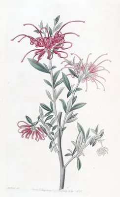 Scarlet Grevillea (Scarlet Grevillea)