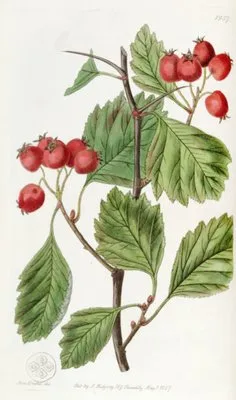 Scarlet-fruited Hawthorn (Scarlet-fruited Hawthorn)