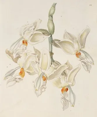 Scentless Stanhopea (Scentless Stanhopea)