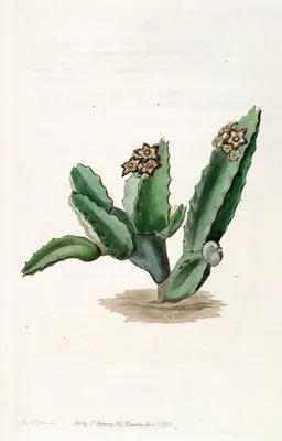 Scicilian Stapelia (Scicilian Stapelia)