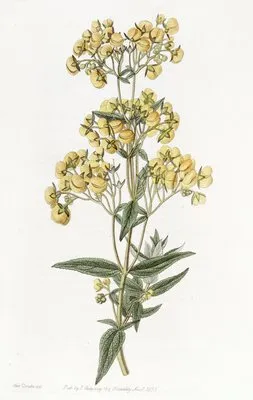 Sessile-leaved Calceolaria (Sessile-leaved Calceolaria)