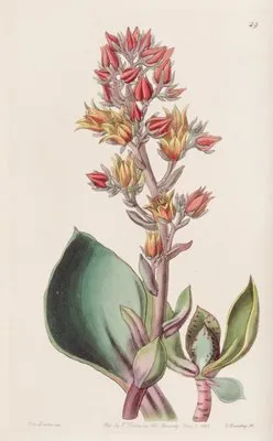 Sharp-leaved Echeveria (Sharp-leaved Echeveria)