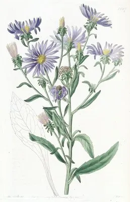 Shewy Aster (Shewy Aster)