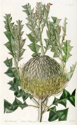 Shewy Banksia (Shewy Banksia)
