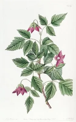 Shewy Bramble (Shewy Bramble)