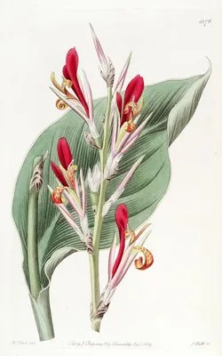 Shewy Canna (Shewy Canna)