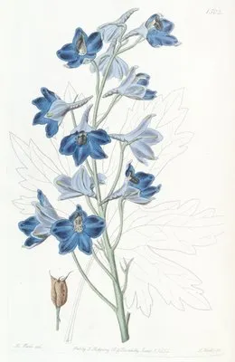 Shewy Delphinium (Shewy Delphinium)